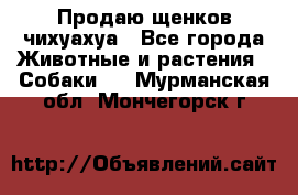 Продаю щенков чихуахуа - Все города Животные и растения » Собаки   . Мурманская обл.,Мончегорск г.